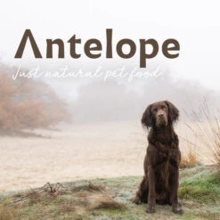 Antelope Fresh Puppy Hundefutter -Heimtierbedarf Verkäufe antelope fresh puppy hondenvoer 217766 0500 none