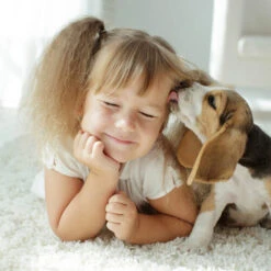 Beaphar Fiprotec Spray -Heimtierbedarf Verkäufe beaphar fiprotec spray 213632 0500 none