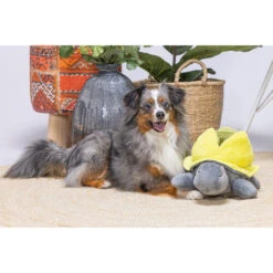 Beeztees Hide And Seek Schildo -Heimtierbedarf Verkäufe beeztees hide and seek schildo 221787 0500 none