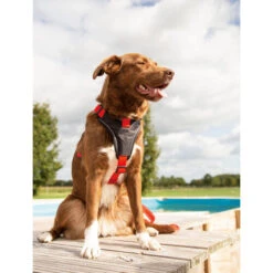 Beeztees Parinca Premium Y-Geschirr -Heimtierbedarf Verkäufe beeztees parinca premium y tuig 199580 0500 none