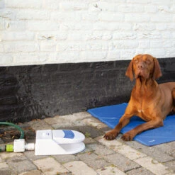 Beeztees Splashy Water Fountain 10 Beeztees Splashy Water Fountain -Heimtierbedarf Verkäufe beeztees splashy waterfontein 163285 0500 none