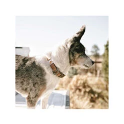 Carhartt Journeyman Collar 8 Carhartt Journeyman Collar -Heimtierbedarf Verkäufe carhartt journeyman collar 187309 0500 none