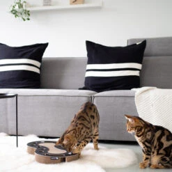 District 70 Snake -Heimtierbedarf Verkäufe district 70 snake kattenspeelgoed 190415 0500 none