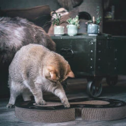 District 70 Snake -Heimtierbedarf Verkäufe district 70 snake kattenspeelgoed 190421 0500 none