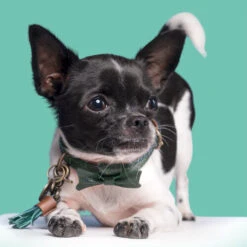 DWAM Halsband Bowie 9 DWAM Halsband Bowie -Heimtierbedarf Verkäufe dwam bowie halsband 186562 0500 none