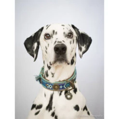 DWAM Halsband Boho Juan -Heimtierbedarf Verkäufe dwam halsband boho juan 132080 0500 none