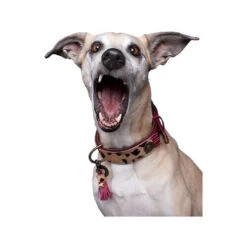 DWAM Halsband Lou Lou 8 DWAM Halsband Lou Lou -Heimtierbedarf Verkäufe dwam halsband lou lou 182182 0500 none