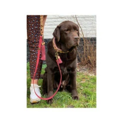 DWAM Halsband Lou Lou 9 DWAM Halsband Lou Lou -Heimtierbedarf Verkäufe dwam halsband lou lou 182185 0500 none