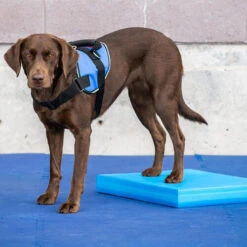 FitPAWS Balance Pad -Heimtierbedarf Verkäufe fitpaws balance pad 176128 0500 none