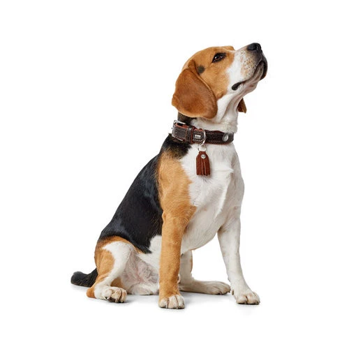 Hunter Halsband Cody 5 Hunter Halsband Cody – Bild 3