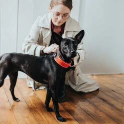 Hunter Halsband Divo -Heimtierbedarf Verkäufe hunter halsband divo 208013 0500 none