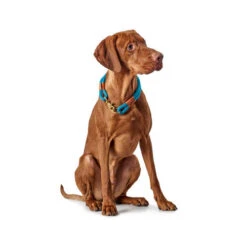 Hunter Halsband Oss 14 Hunter Halsband Oss -Heimtierbedarf Verkäufe hunter halsband oss 116343 0500 none