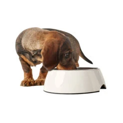 Hunter Melamin Napf - Weiß -Heimtierbedarf Verkäufe hunter melamine voer en drinkbak wit 169567 0500 none