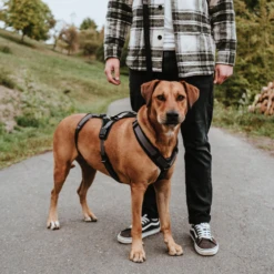 Hunter Sicherheitsgeschirr Maldon -Heimtierbedarf Verkäufe hunter veiligheidsharnas maldon 221547 0500 none