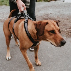 Hunter Sicherheitsgeschirr Maldon -Heimtierbedarf Verkäufe hunter veiligheidsharnas maldon 221553 0500 none