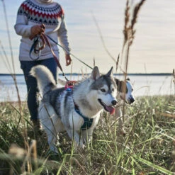 Hurtta - Geschirr Weekend Warrior Winter - Bilberry -Heimtierbedarf Verkäufe hurtta weekend warrior winter harnas bilberry 216605 0500 none