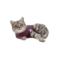 Jacketz Medical Body Suit Für Katzen -Heimtierbedarf Verkäufe jacketz medical body suit kat 154147 0500 none