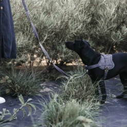 Kentucky Dogwear Hundegeschirr Body Safe Wool -Heimtierbedarf Verkäufe kentucky dogwear hondenharnas body safe wool 219214 0500 none