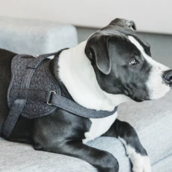 Kentucky Dogwear Hundegeschirr Body Safe Wool -Heimtierbedarf Verkäufe kentucky dogwear hondenharnas body safe wool 219215 0500 none