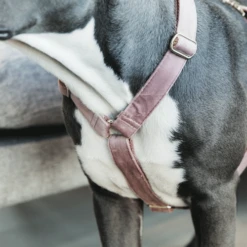 Kentucky Dogwear Hundegeschirr Velvet Loop 16 Kentucky Dogwear Hundegeschirr Velvet Loop -Heimtierbedarf Verkäufe kentucky dogwear hondenharnas velvet loop 219284 0500 none