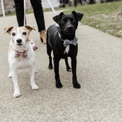 Kentucky Dogwear Fliege Samt -Heimtierbedarf Verkäufe kentucky dogwear hondenstrikje velvet 219174 0500 none