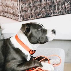 Kentucky Dogwear Schleppleine Soft Rubber -Heimtierbedarf Verkäufe kentucky dogwear sleeplijn soft rubber 219205 0500 none