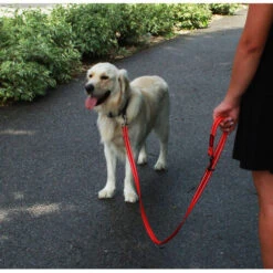 KONG Adjustable Leash -Heimtierbedarf Verkäufe kong adjustable leash zwart 176938 0500 none