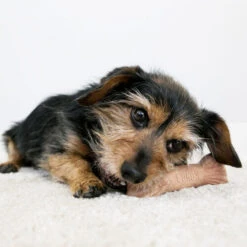 KONG ChewStix Ultra Stick -Heimtierbedarf Verkäufe kong chewstix ultra stick 180856 0500 none