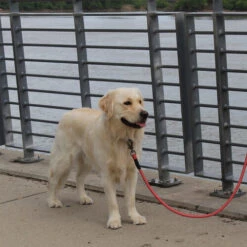 KONG Rope Leash - Schwarz -Heimtierbedarf Verkäufe kong rope leash 194549 0500 none