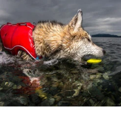 Kurgo Skipping Stones -Heimtierbedarf Verkäufe kurgo skipping stones 99608 0500 none
