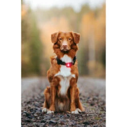 Orbiloc Dog Dual Safety Light -Heimtierbedarf Verkäufe orbiloc led veiligheidslamp 188108 0500 none