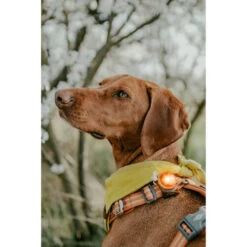 Orbiloc Dog Dual Safety Light -Heimtierbedarf Verkäufe orbiloc led veiligheidslamp 188115 0500 none