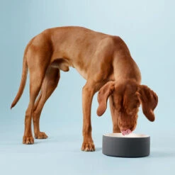 PAIKKA Cool Bowl -Heimtierbedarf Verkäufe paikka cool bowl 217839 0500 none