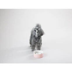 PAIKKA Slow Feed Bowl -Heimtierbedarf Verkäufe paikka slow feed bowl 217878 0500 none