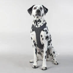 PAIKKA Visibility Harness -Heimtierbedarf Verkäufe paikka visibility harness 217809 0500 none