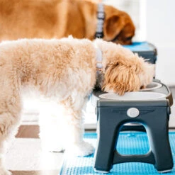 Popware Adjustable Height Pet Feeder -Heimtierbedarf Verkäufe popware adjustable height pet feeder 164587 0500 none