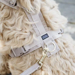Kentucky Dog Harness Active Velvet -Heimtierbedarf Verkäufe prod 15744 218987 0500 none