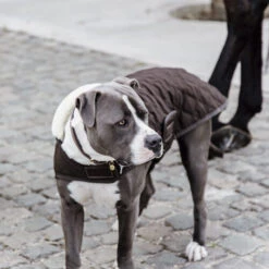 Kentucky Hundemantel Original 11 Kentucky Hundemantel Original -Heimtierbedarf Verkäufe prod 15745 218998 0500 none