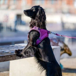 DOG Copenhagen Comfort Walk Go Geschirr -Heimtierbedarf Verkäufe prod 15940 220325 0500 none