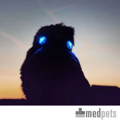 Curli Luumi -Heimtierbedarf Verkäufe product curli luumi none 4 1497346293 87283