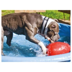 Jolly Egg -Heimtierbedarf Verkäufe product jolly egg none 4 1496839894 86968