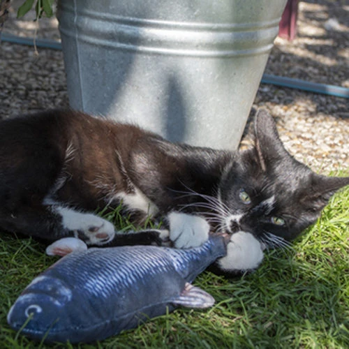 Robocat Lachs 7 Robocat Lachs – Bild 5