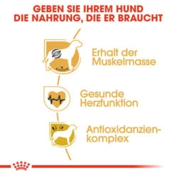 Royal Canin Boxer Adult - Hundefutter 10 Royal Canin Boxer Adult - Hundefutter -Heimtierbedarf Verkäufe royal canin boxer adult hondenvoer 137422 0500 none