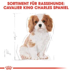 Royal Canin Cavalier King Charles Puppy - Hundefutter -Heimtierbedarf Verkäufe royal canin cavalier king charles puppy hondenvoer 137932 0500 none