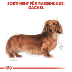 Royal Canin Dachshund Adult - Hundefutter 12 Royal Canin Dachshund Adult - Hundefutter -Heimtierbedarf Verkäufe royal canin dachshund adult hondenvoer 138259 0500 none