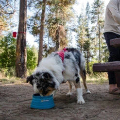 Ruffwear Bivy Bowl -Heimtierbedarf Verkäufe ruffwear bivy bowl 204698 0500 none