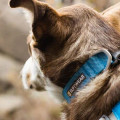 Ruffwear Hi & Light Halsband -Heimtierbedarf Verkäufe ruffwear hi light collar 194261 0500 none