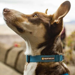 Ruffwear Hi & Light Halsband -Heimtierbedarf Verkäufe ruffwear hi light collar 194264 0500 none