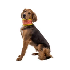 Ruffwear Swamp Cooler Neck Gaiter -Heimtierbedarf Verkäufe ruffwear swamp cooler neck gaiter 196817 0500 none