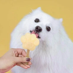 Smoofl Hundeeis Starter Kit -Heimtierbedarf Verkäufe smoofl dog ice starter kit 195155 0500 none